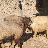 قوچ داشتی جوان