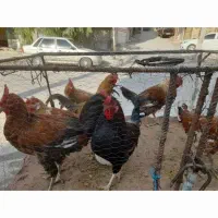 خروس ومرغ وبوقلومون کردی