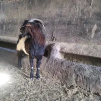 دوبور  یا نربز و بره