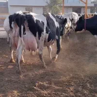 گاو گوساله تلیسه