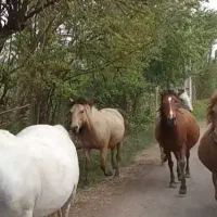 اسب|اسب و تجهیزات اسبسواری|رامسر, |دیوار