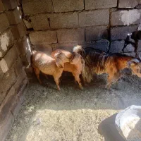 کهره ماده فروشی