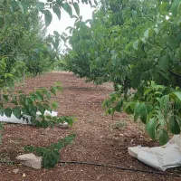 خانه باغ آماده