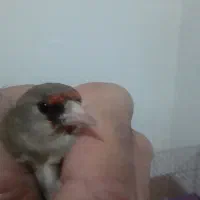 سهره|پرنده|رفسنجان, |دیوار