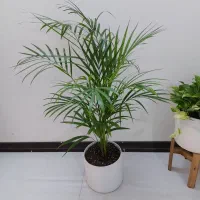 گل و گیاه|گل و گیاه طبیعی|خمینی‌شهر, |دیوار