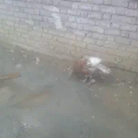 فروش بوقلمون ماده با30تاتخم بوقلمون