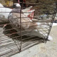 کبوتر|پرنده|شبانکاره, |دیوار