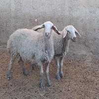 2 راس شک آبستن دره شهر|حیوانات مزرعه|دره شهر, |دیوار