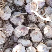 سیر کاملا خشک مغان