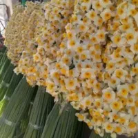 گل نرگس|گل و گیاه طبیعی|آزادشهر, |دیوار