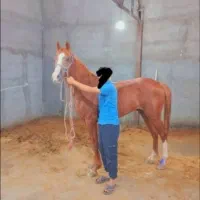 فروش اسب