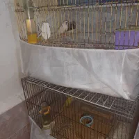 فنچ مرغ عشق عروس هلندی|پرنده|بندرعباس, |دیوار