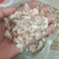 چیتا شکسته