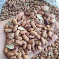 لوبیا چیتی وارداتی
