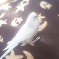 مرغ عشق اسپانگل|پرنده|اسفراین, |دیوار