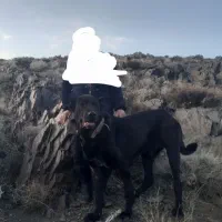 سگ سرابی گله ای