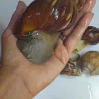 حلزون مولد|خزنده|تهران, خواجه نظام الملک|دیوار