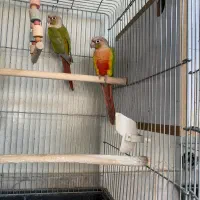 پرنده فروشی آراد