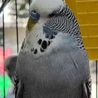 مرغ عشق انگلیسی