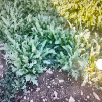 سرکارگر|خدمات باغبانی و درختکاری|کرمانشاه, |دیوار
