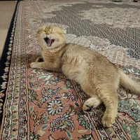 گربه بریتیش گلد|گربه|کرمانشاه, |دیوار