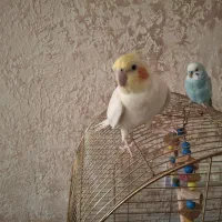 عروس هلندی سخنگو نرو ماده و مرغ عشق|پرنده|قنوات, |دیوار
