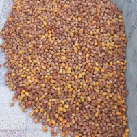 خرمای زاهدی (قصب)