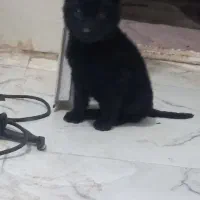 ژرمن بلک کلاسA