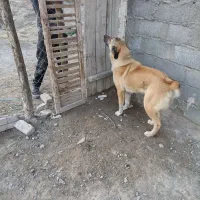 سگ نگهبان عالی|سگ|مشهد, بهار|دیوار