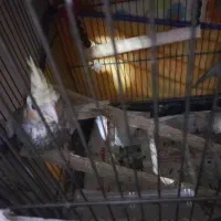 طوطی سخنگو پنج تا طوطی عروس هلندی|پرنده|رشت, سیا اسطلخ|دیوار