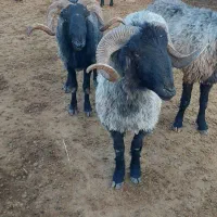 قوچ کُر سوز