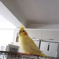 عروس هلندی گم شده با مژدگانی خوب|حیوانات|تبریز, |دیوار