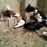 کبوتر پرشی|پرنده|کاکی, |دیوار