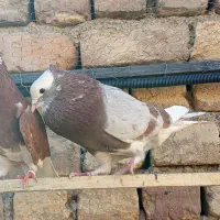 کفتره کفتر بازی زحمت کشیده خال و پرش...|پرنده|ساوه, |دیوار