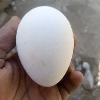 تخم غاز|پرنده|ایرانشهر, |دیوار