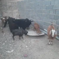 بز وبزغاله ویک بره جری ماده درشت وچاق|حیوانات مزرعه|زاهدان, |دیوار