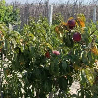 درختان مثمر پایه کوتاه باکیفیت|خدمات باغبانی و درختکاری|شهریار, اسکمان|دیوار