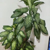 گیاه اپارتمانی  دیفن  گل