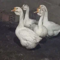 غاز قو غاز|حیوانات مزرعه|آزادشهر, |دیوار