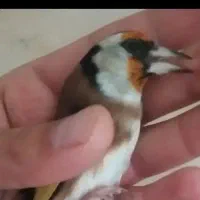 سهره ماده،متولد قفس، کار داده|پرنده|تهران, عبدلآباد|دیوار