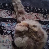 کلاه پشمی اصلی|لباس|شهرکرد, |دیوار