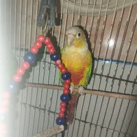 گرینچیک آناناسی|پرنده|زرند, |دیوار