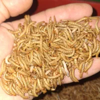 میلورم و سوپرورم زنده و خشک