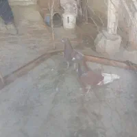 کفتر|پرنده|شیروان (خراسان), |دیوار