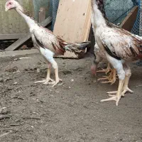 لاری اوشامو|حیوانات مزرعه|رشت, گلسار|دیوار