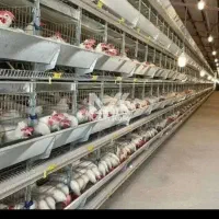 مرغ سفید تخمی