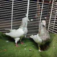 یک جفت گله عتیقه