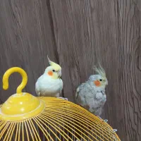 عروس هلندی|پرنده|شفت, |دیوار