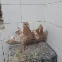 جوجه دم زرد درجه یک