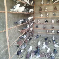 کفتر پرشی